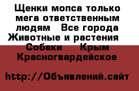 Щенки мопса только мега-ответственным людям - Все города Животные и растения » Собаки   . Крым,Красногвардейское